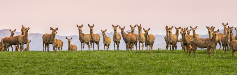 Deer herd
